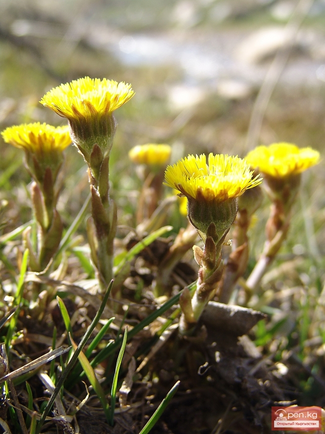 Растительный мир Кыргызстана