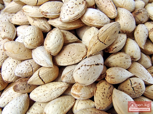 Растительный мир Кыргызстана