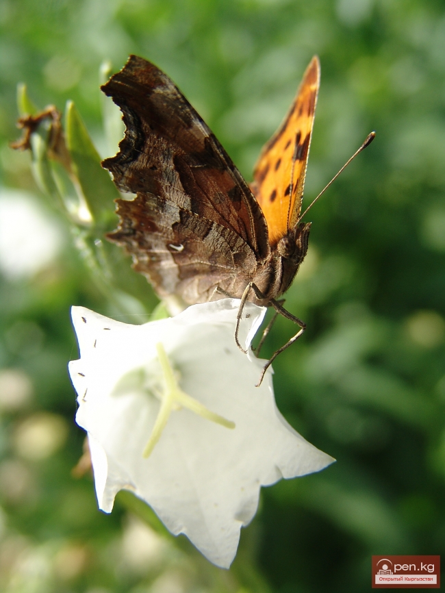Растительный мир Кыргызстана