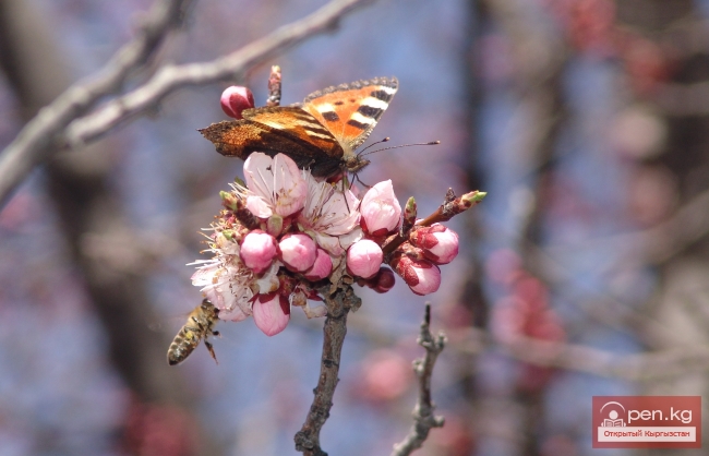 Растительный мир Кыргызстана