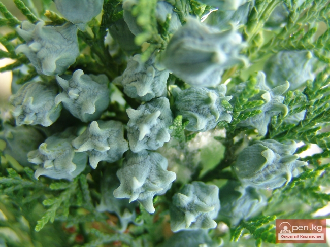 Растительный мир Кыргызстана