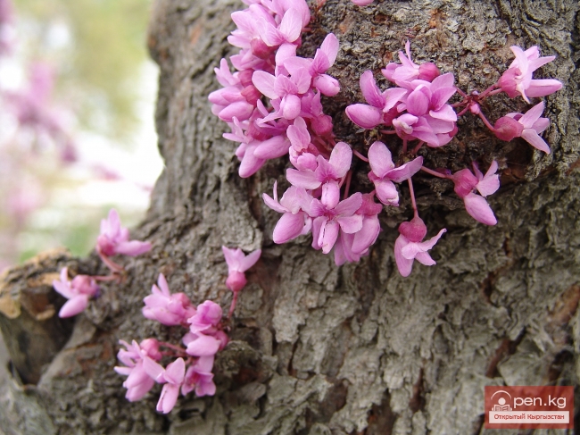 Растительный мир Кыргызстана
