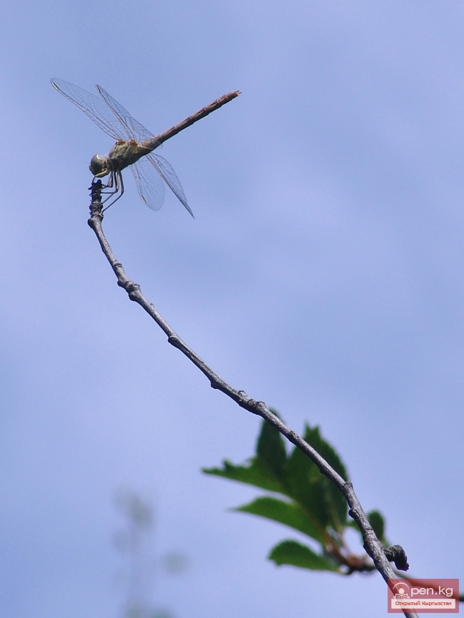 Растительный мир Кыргызстана