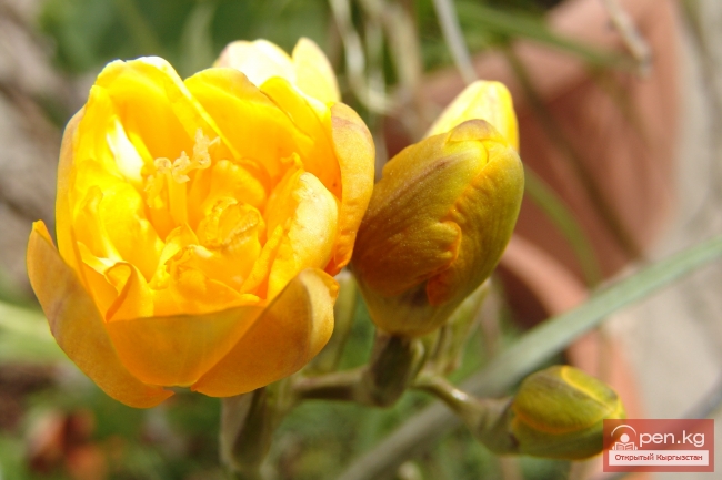 Растительный мир Кыргызстана