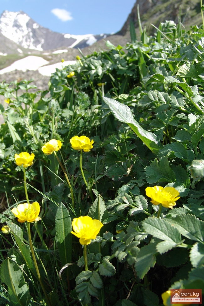 Растительный мир Кыргызстана