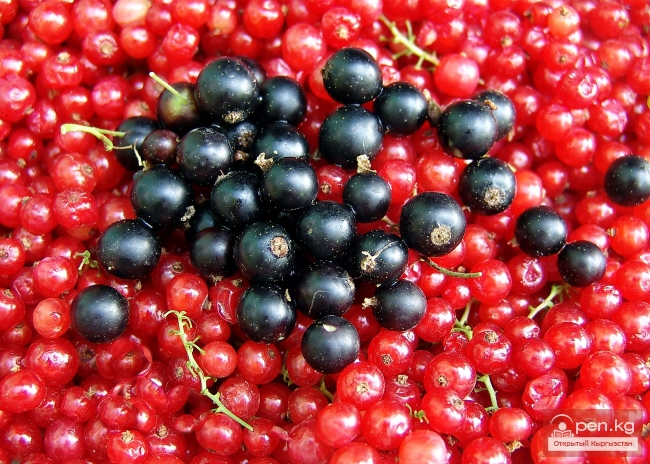 Растительный мир Кыргызстана