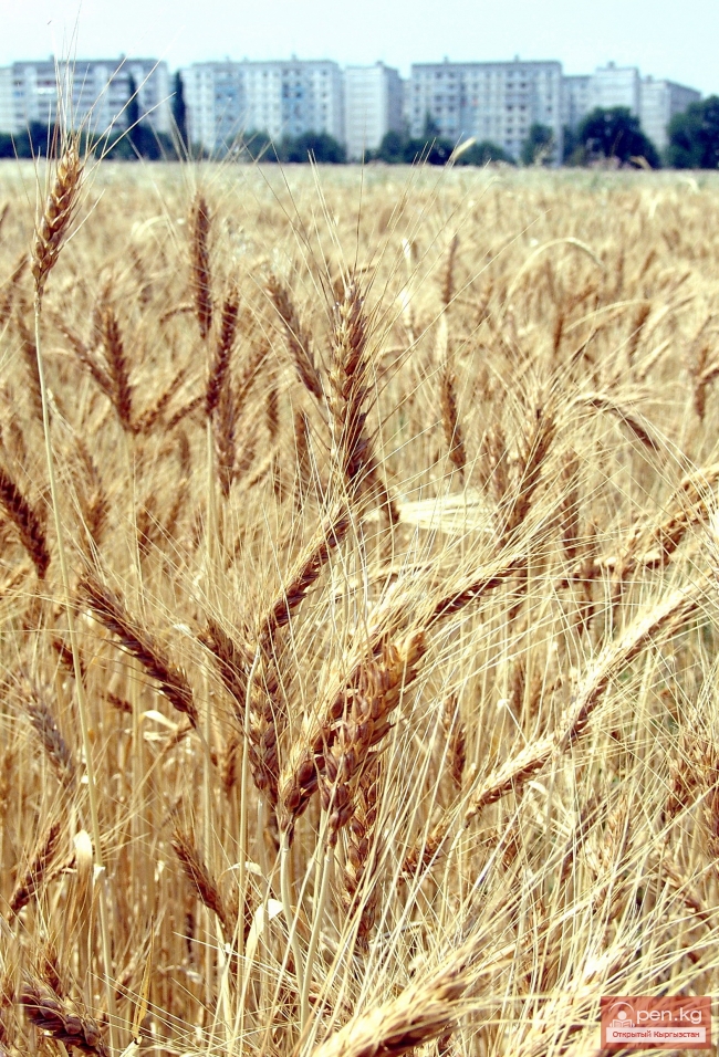 Растительный мир Кыргызстана