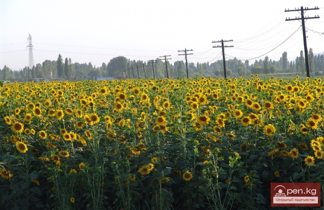 Растительный мир Кыргызстана