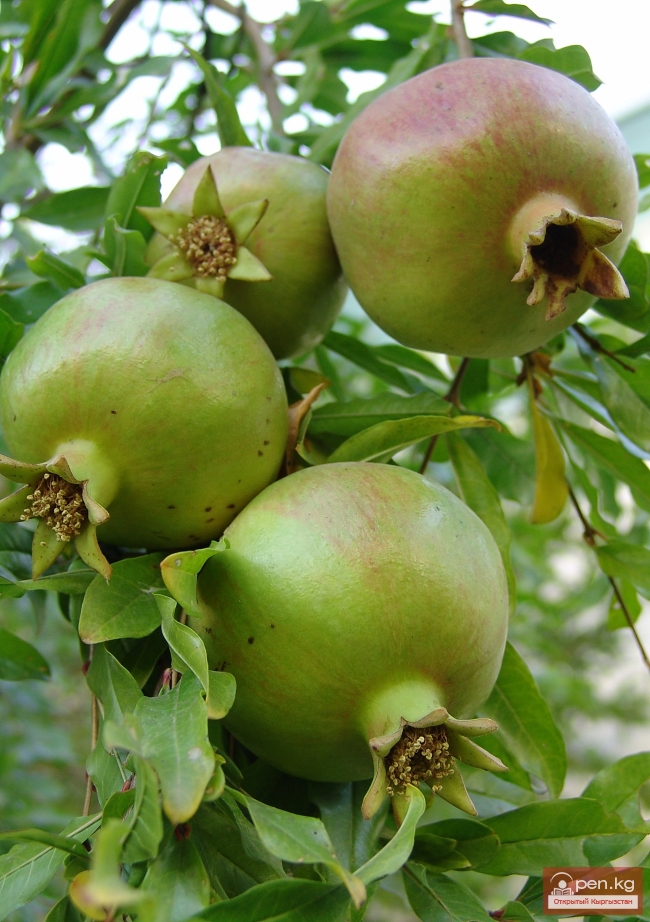 Растительный мир Кыргызстана