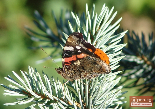 Растительный мир Кыргызстана