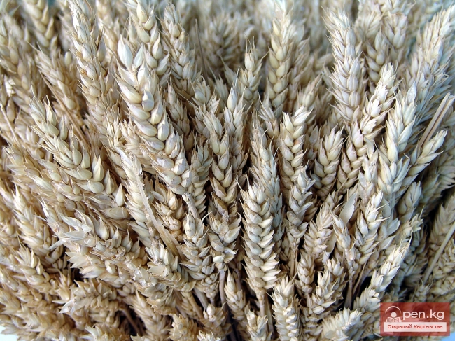 Растительный мир Кыргызстана