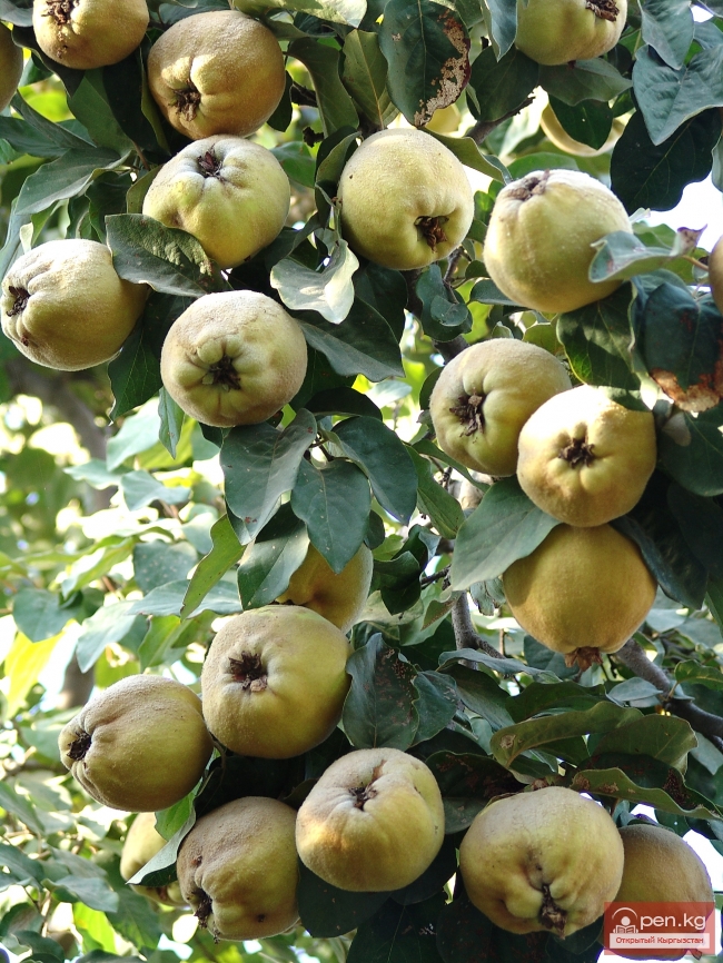 Растительный мир Кыргызстана