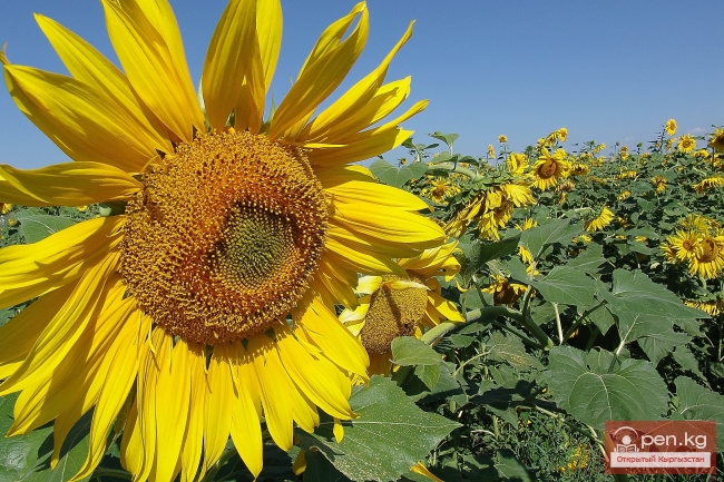 Растительный мир Кыргызстана