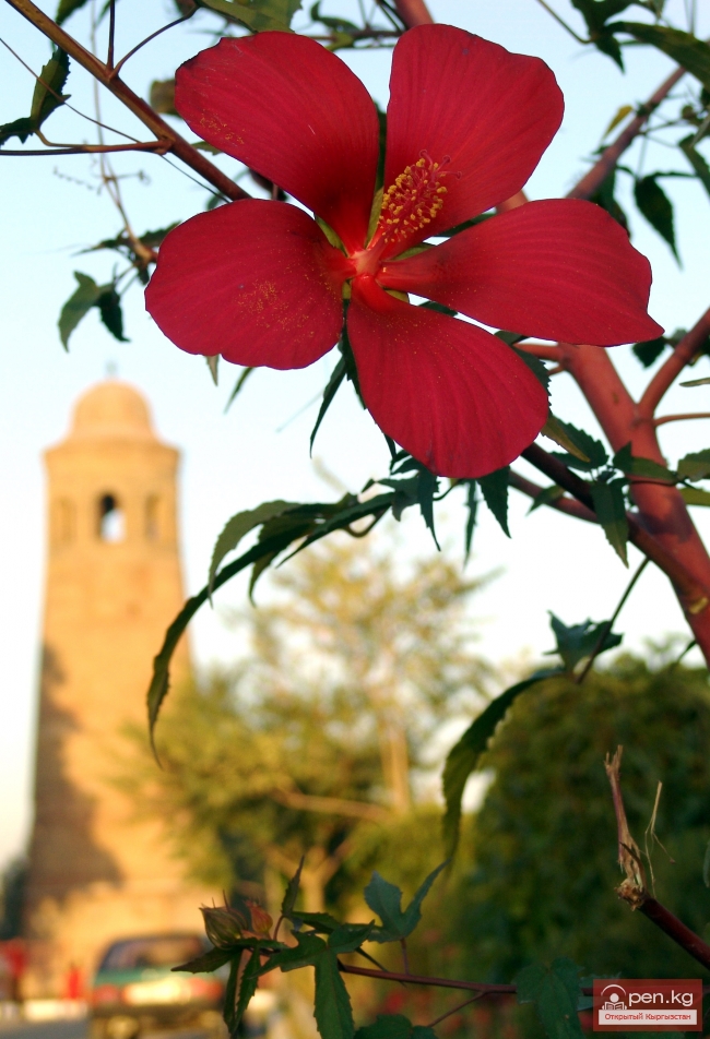 Растительный мир Кыргызстана