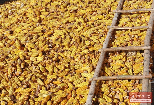 Растительный мир Кыргызстана