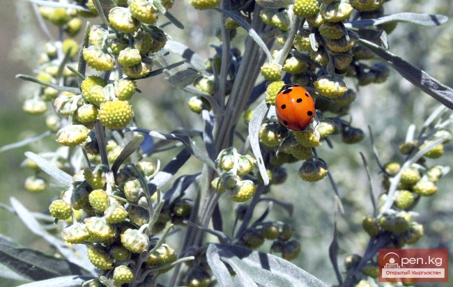 Растительный мир Кыргызстана
