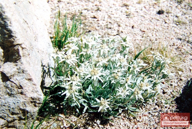 Растительный мир Кыргызстана