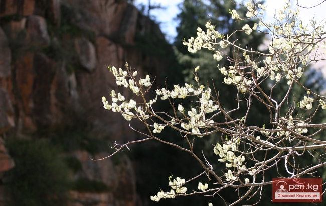 Растительный мир Кыргызстана