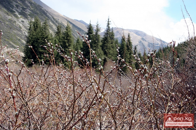 Растительный мир Кыргызстана