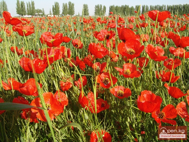 Растительный мир Кыргызстана