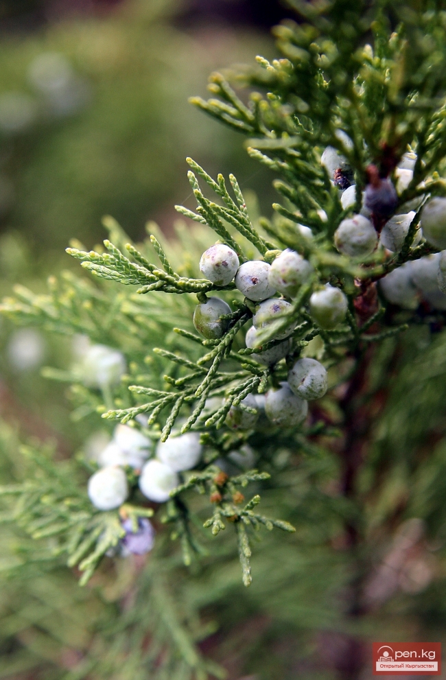 Растительный мир Кыргызстана