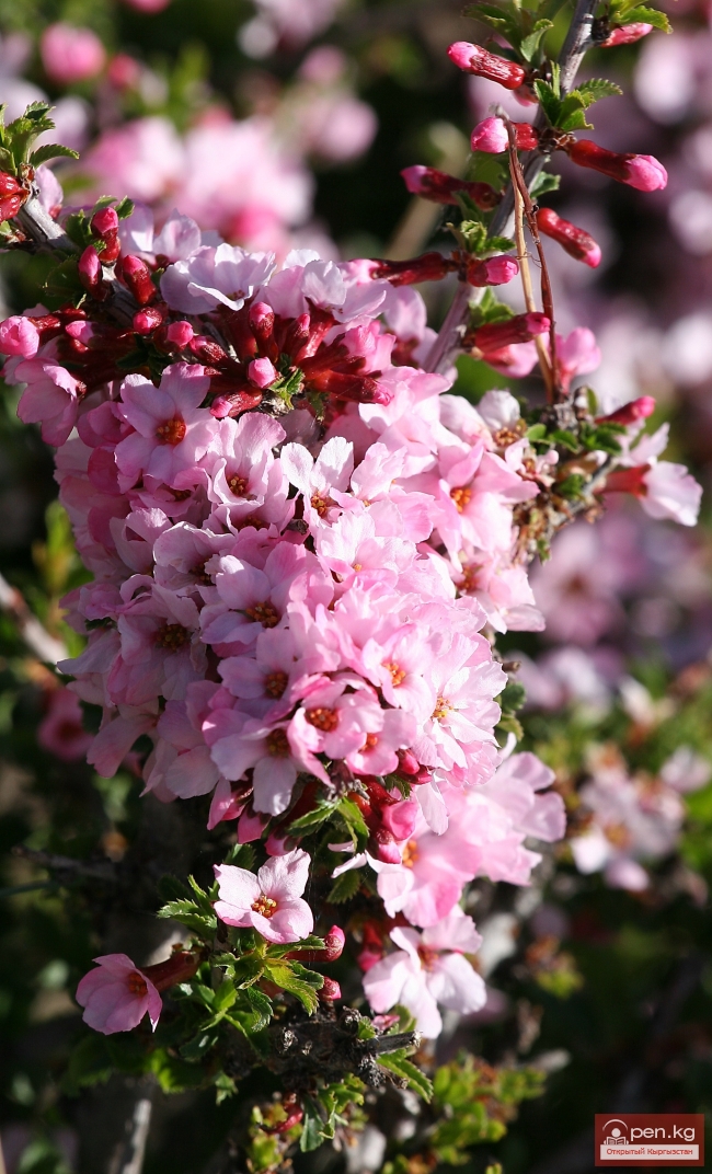 Растительный мир Кыргызстана