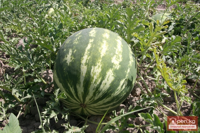 Растительный мир Кыргызстана