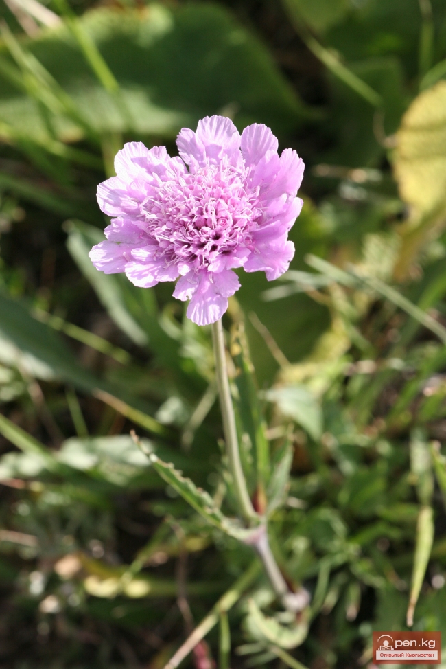 Растительный мир Кыргызстана