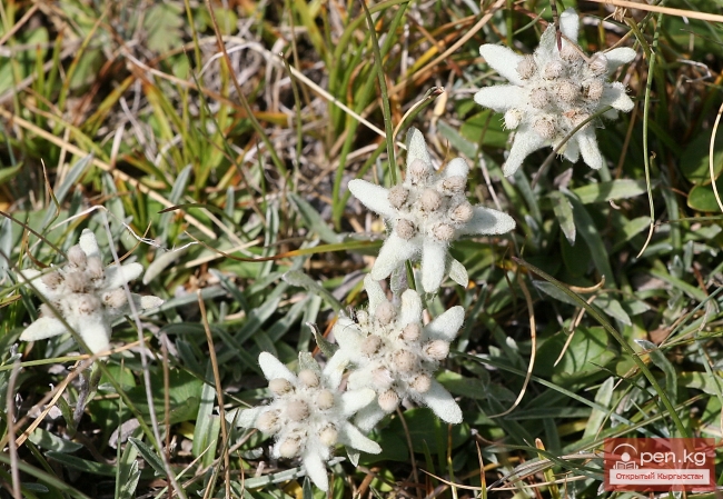 Растительный мир Кыргызстана