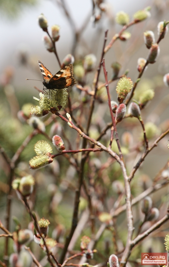 Растительный мир Кыргызстана