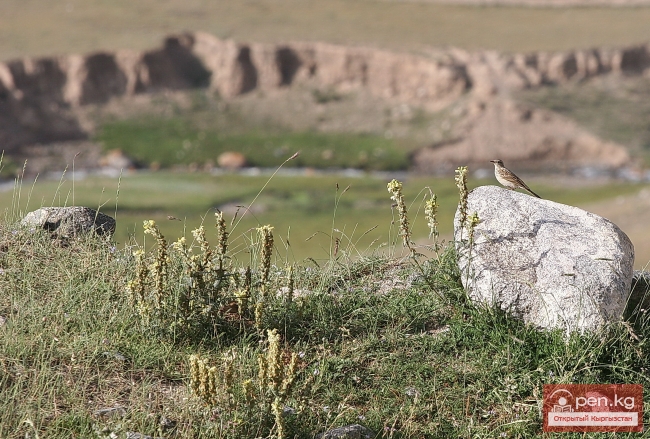 Растительный мир Кыргызстана