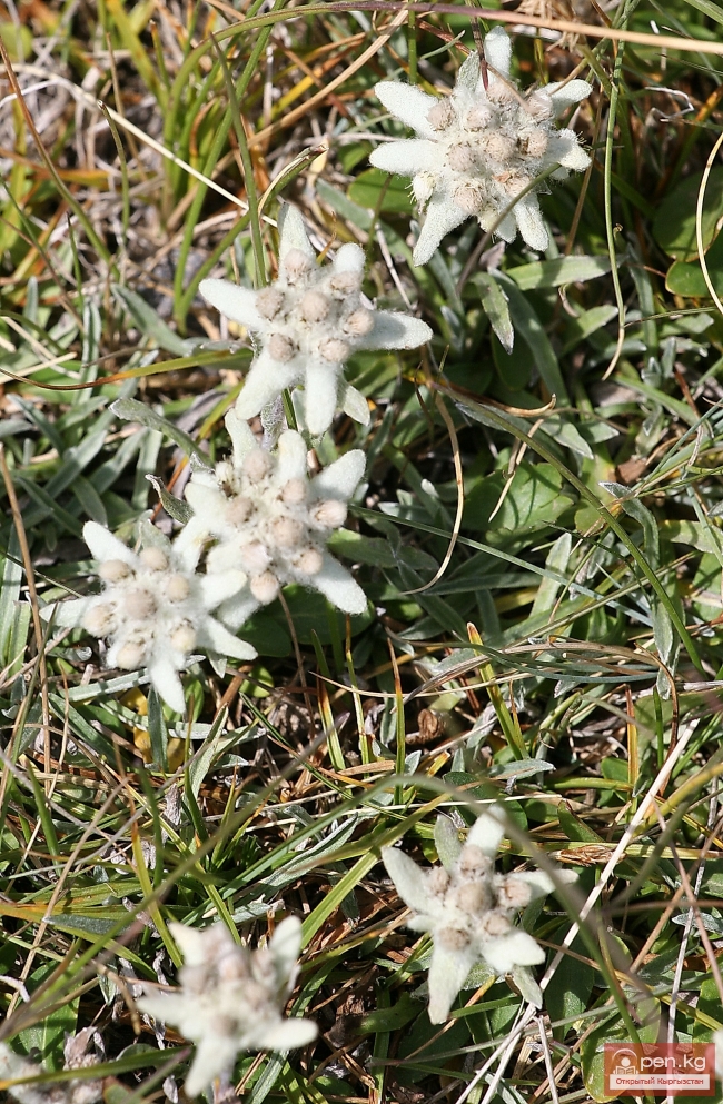 Растительный мир Кыргызстана