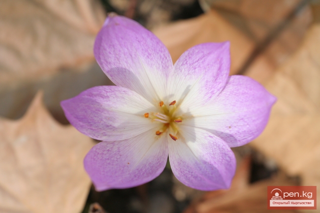 Растительный мир Кыргызстана