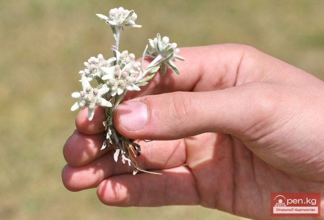 Растительный мир Кыргызстана