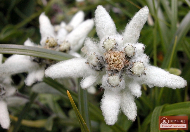 Растительный мир Кыргызстана