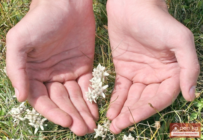 Растительный мир Кыргызстана