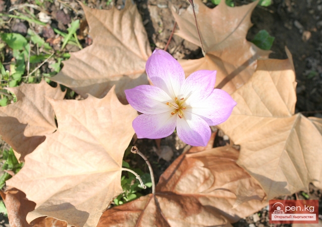 Растительный мир Кыргызстана