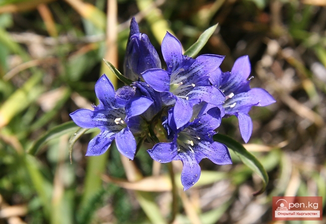 Растительный мир Кыргызстана