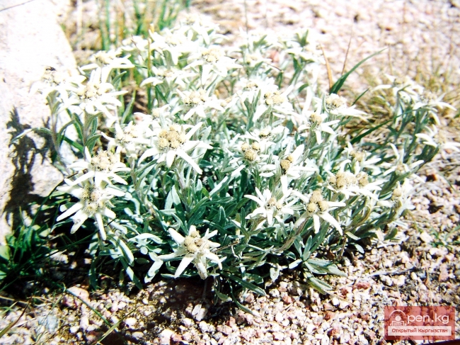 Растительный мир Кыргызстана