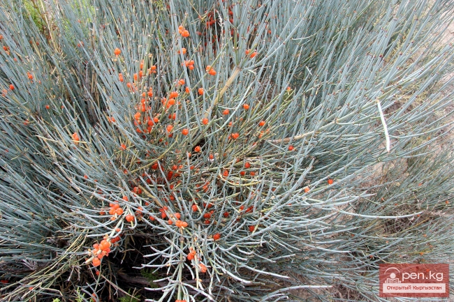 Растительный мир Кыргызстана