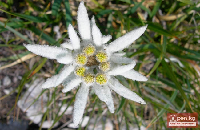 Растительный мир Кыргызстана