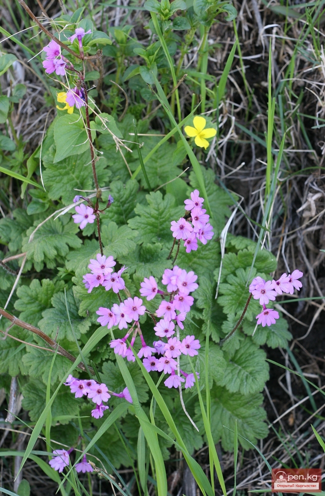 Растительный мир Кыргызстана