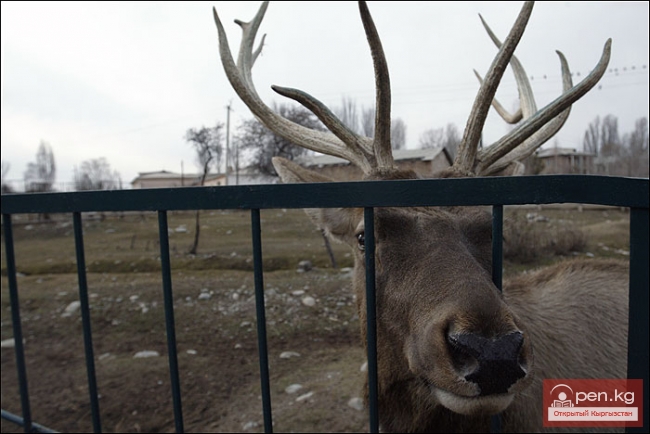Каракольский зоопарк