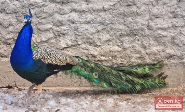 Каракольский зоопарк