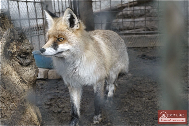 Каракольский зоопарк