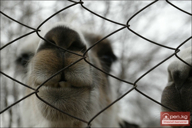 Каракольский зоопарк