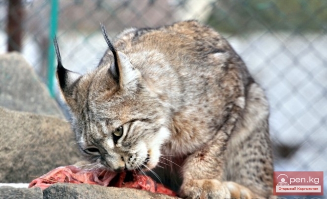 Каракольский зоопарк