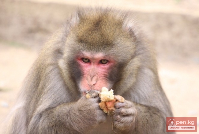 Каракольский зоопарк