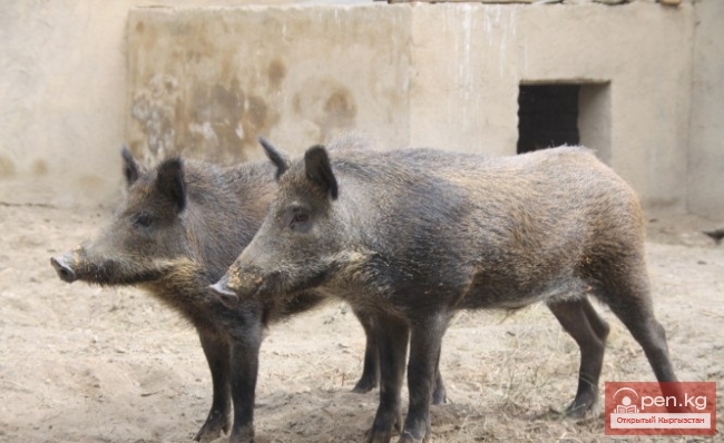 Каракольский зоопарк