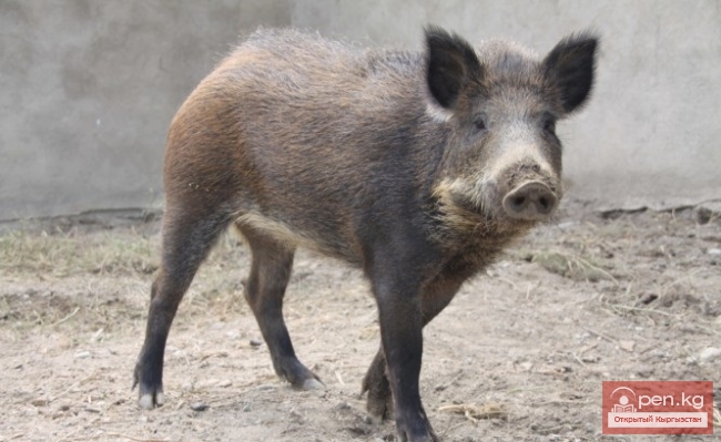 Каракольский зоопарк